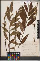 Foto von Salix cinerea L. x Salix viminalis L.